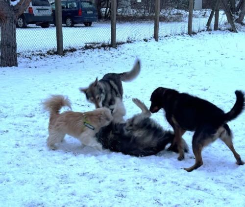 1e3d3858-8cc7-4936-92c9-94b0a218031b