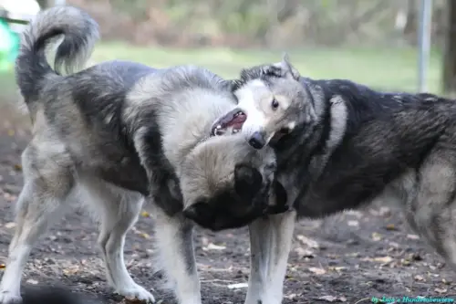 WhatsApp Bild 2023-10-16 um 13.02.57_517735d7